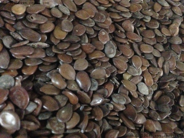<a href='http://www.hn123.net.cn/linmuzhongzi/2253.html' target='_blank'>銀合歡種子</a>圖片
