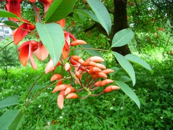 <a href='http://www.hn123.net.cn/linmuzhongzi/2202.html' target='_blank'>雞冠刺桐種子</a>發(fā)芽出苗開花圖片