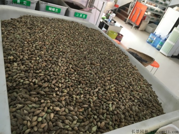 <a href='http://www.hn123.net.cn/linmuzhongzi/2202.html' target='_blank'>雞冠刺桐種子</a>圖片