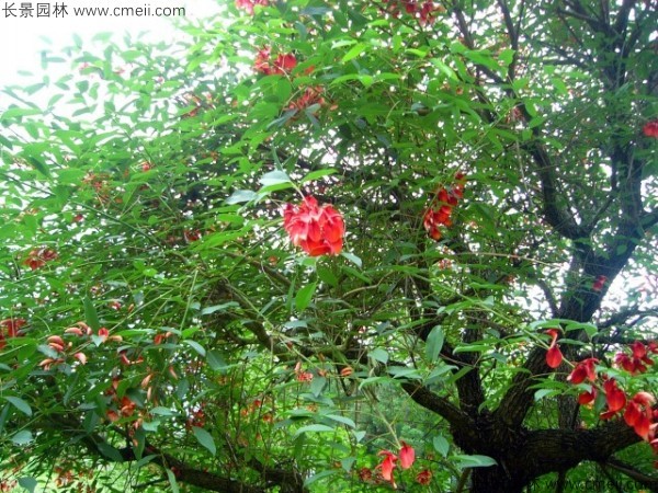<a href='http://www.hn123.net.cn/linmuzhongzi/2202.html' target='_blank'>雞冠刺桐種子</a>發(fā)芽出苗開花圖片