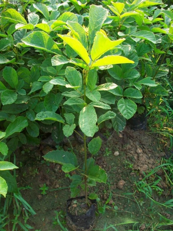 <a href='http://www.hn123.net.cn/linmuzhongzi/1796.html' target='_blank'>紅花風(fēng)鈴木種子</a>發(fā)芽出苗圖片