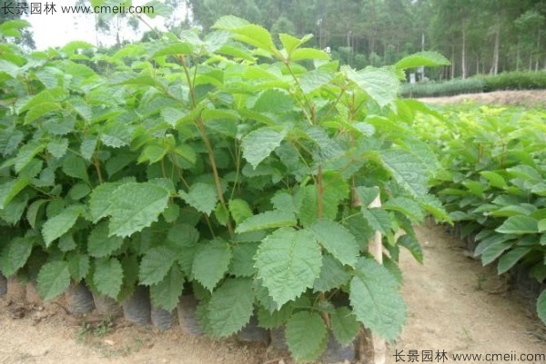<a href='http://www.hn123.net.cn/yaocaizhongzi/2335.html' target='_blank'>紅花</a>風(fēng)鈴木<a href='http://www.hn123.net.cn/' target='_blank'>種子</a>發(fā)芽出苗圖片