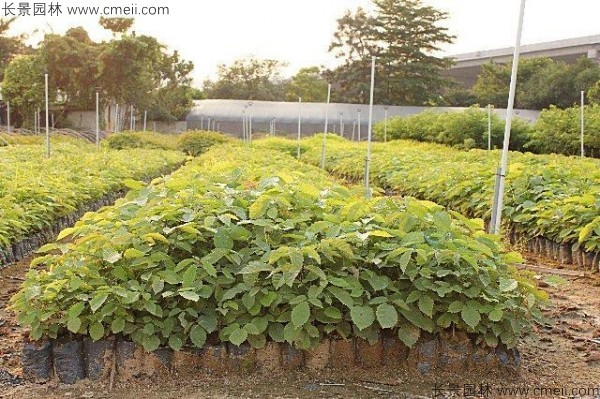 <a href='http://www.hn123.net.cn/yaocaizhongzi/2335.html' target='_blank'>紅花</a>風(fēng)鈴木種子發(fā)芽出苗圖片