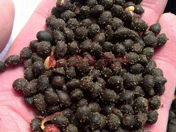 <a href='http://www.hn123.net.cn/linmuzhongzi/1724.html' target='_blank'>紅豆杉</a><a href='http://www.hn123.net.cn/' target='_blank'>種子</a>圖片