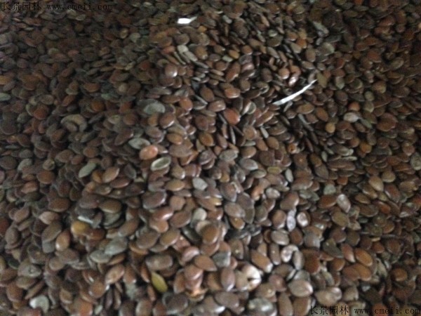<a href='http://www.hn123.net.cn/linmuzhongzi/1718.html' target='_blank'>合歡種子</a>圖片