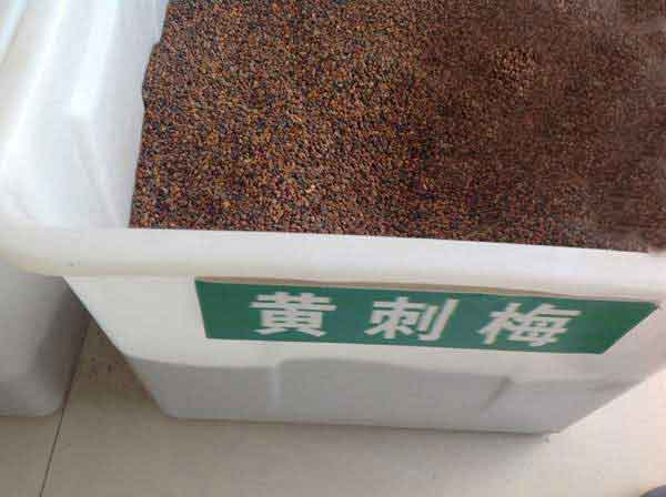 <a href='http://www.hn123.net.cn/linmuzhongzi/1709.html' target='_blank'>黃刺玫種子</a>圖片