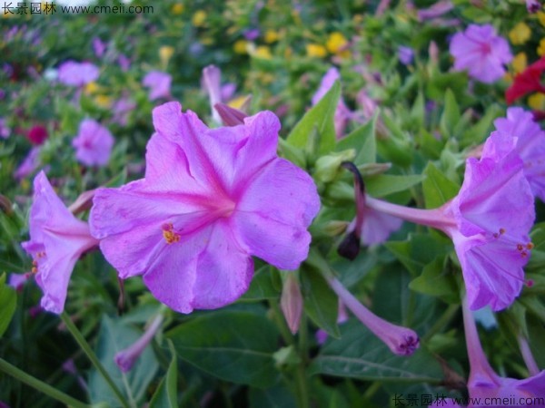 <a href='http://www.hn123.net.cn/caohuazhongzi/1648.html' target='_blank'>野茉莉種子</a>發(fā)芽出苗開花圖片