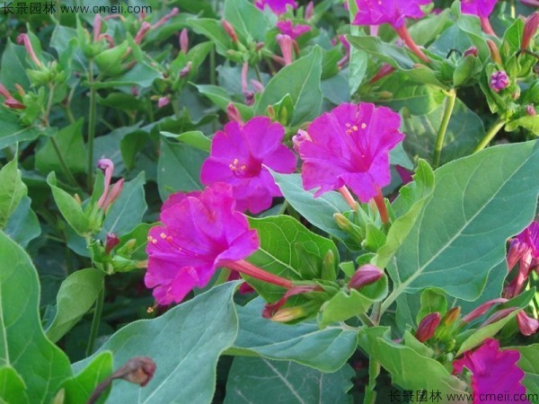 <a href='http://www.hn123.net.cn/caohuazhongzi/1648.html' target='_blank'>野茉莉</a><a href='http://www.hn123.net.cn/' target='_blank'>種子</a>發(fā)芽出苗開花圖片