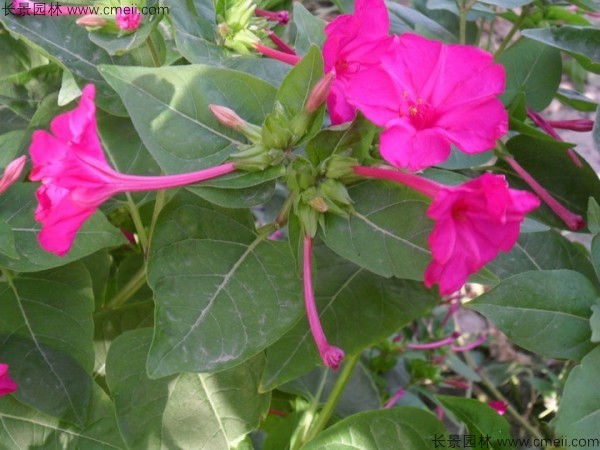 野茉莉<a href='http://www.hn123.net.cn/' target='_blank'>種子</a>發(fā)芽出苗開花圖片