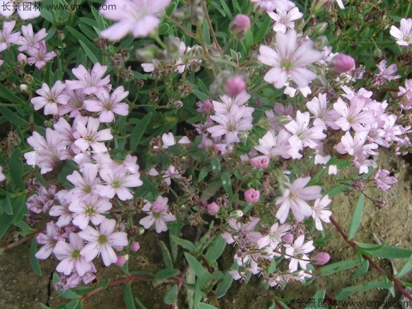 霞草<a href='http://www.hn123.net.cn/' target='_blank'>種子</a>發(fā)芽出苗開花圖片