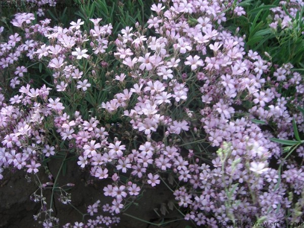 <a href='http://www.hn123.net.cn/caohuazhongzi/1636.html' target='_blank'>霞草種子</a>發(fā)芽出苗開花圖片