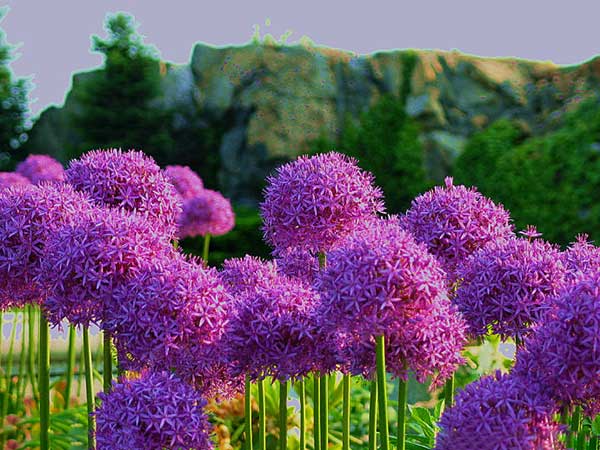 大絨球<a href='http://www.hn123.net.cn/' target='_blank'>種子</a>發(fā)芽出苗開花圖片