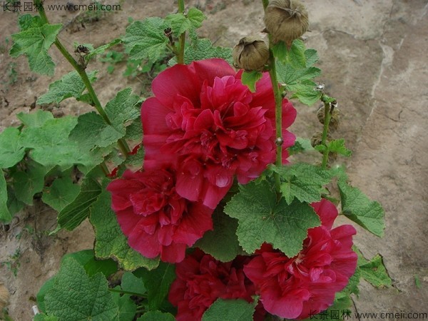 <a href='http://www.hn123.net.cn/caohuazhongzi/1593.html' target='_blank'>馬絡葵種子</a>發(fā)芽出苗開花圖片
