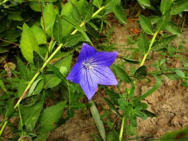 <a href='http://www.hn123.net.cn/caohuazhongzi/1573.html' target='_blank'>桔梗種子</a>發(fā)芽出苗圖片