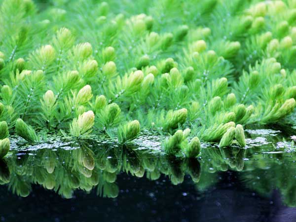 金魚藻<a href='http://www.hn123.net.cn/' target='_blank'>種子</a>發(fā)芽出苗圖片
