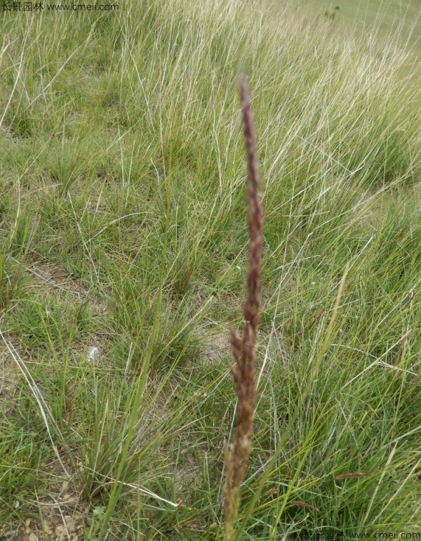 芨芨草<a href='http://www.hn123.net.cn/' target='_blank'>種子</a>發(fā)芽出苗圖片