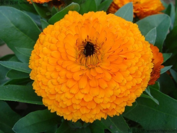 <a href='http://www.hn123.net.cn/caohuazhongzi/1070.html' target='_blank'>黃金菊種子</a>發(fā)芽出苗開花圖片
