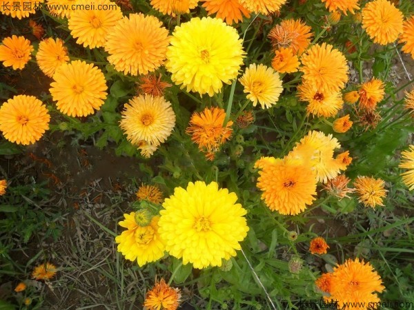 <a href='http://www.hn123.net.cn/caohuazhongzi/1070.html' target='_blank'>黃金菊種子</a>發(fā)芽出苗開花圖片