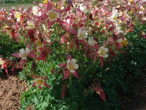 <a href='http://www.hn123.net.cn/caohuazhongzi/1036.html' target='_blank'>大花耬斗菜</a>種子發(fā)芽出苗開(kāi)花圖片