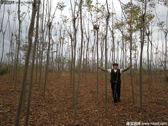 5公分6公分7公分8公分<a href='http://www.hn123.net.cn/linmuzhongzi/1710.html' target='_blank'>欒樹</a>種植基地