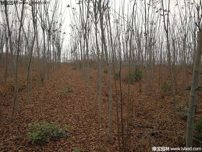 江蘇沭陽<a href='http://www.hn123.net.cn/linmuzhongzi/1745.html' target='_blank'>黃山欒樹</a>種植基地