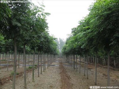 黃山欒樹(shù)