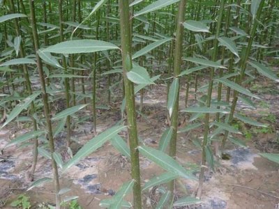 柳樹(shù)