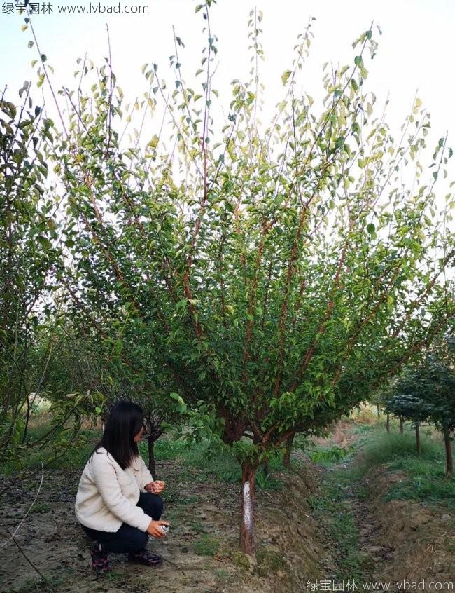 紅梅花紅梅樹苗木植物