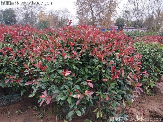 <a href='http://www.hn123.net.cn/linmuzhongzi/1747.html' target='_blank'>紅葉石楠</a>球