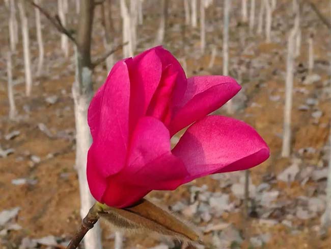 <a href='http://www.hn123.net.cn/xingdaoshu/3378.html' target='_blank'>紅玉蘭</a>