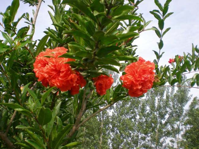 <a href='http://www.hn123.net.cn/dibeiguanmu/3601.html' target='_blank'>花石榴</a>