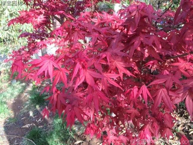 <a href='http://www.hn123.net.cn/linmuzhongzi/1726.html' target='_blank'>日本紅楓</a>