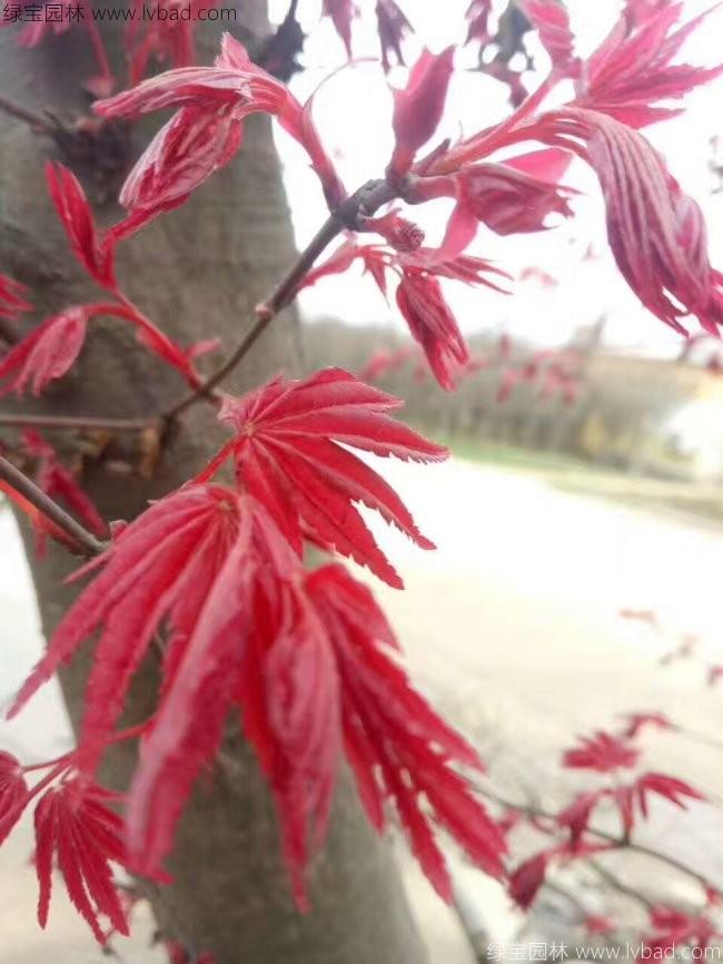 日本<a href='http://www.hn123.net.cn/linmuzhongzi/1706.html' target='_blank'>紅楓</a>