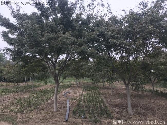 中國<a href='http://www.hn123.net.cn/linmuzhongzi/1706.html' target='_blank'>紅楓</a>