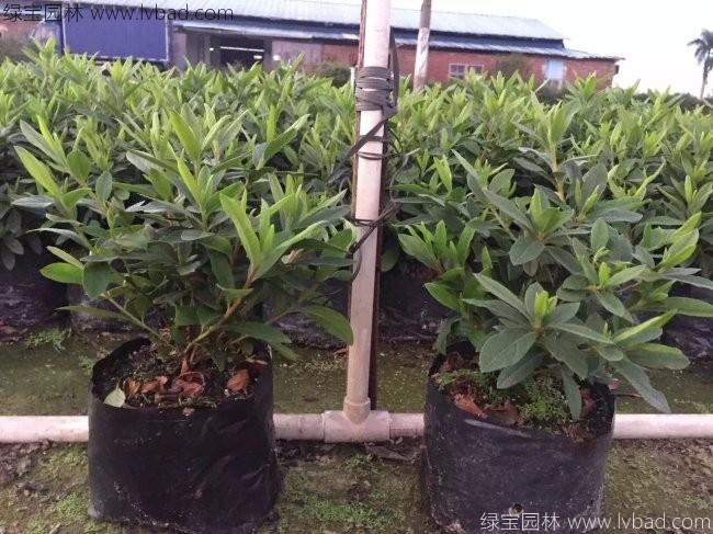 <a href='http://www.hn123.net.cn/dibeiguanmu/3523.html' target='_blank'>毛鵑</a>球