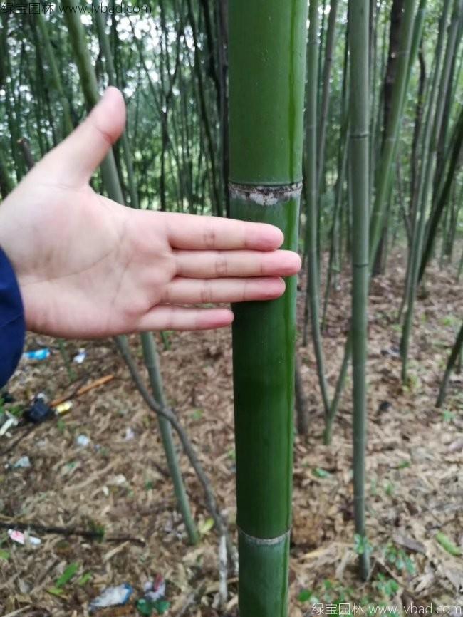 楠竹