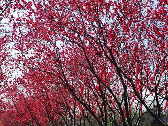 <a href='http://www.hn123.net.cn/yaocaizhongzi/2335.html' target='_blank'>紅花</a><a href='http://www.hn123.net.cn/xiaoqiaomu/3537.html' target='_blank'>碧桃</a>