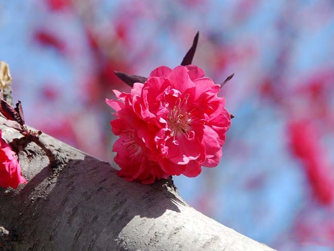 <a href='http://www.hn123.net.cn/xiaoqiaomu/3553.html' target='_blank'>紅花碧桃</a>