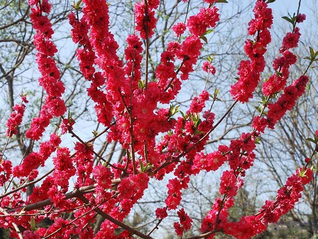 <a href='http://www.hn123.net.cn/yaocaizhongzi/2335.html' target='_blank'>紅花</a><a href='http://www.hn123.net.cn/xiaoqiaomu/3537.html' target='_blank'>碧桃</a>