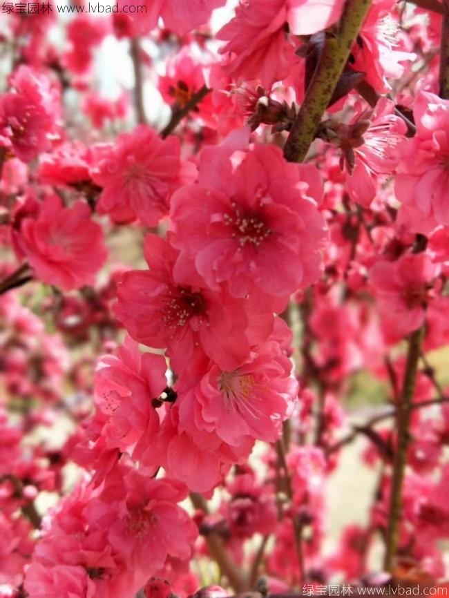 <a href='http://www.hn123.net.cn/xiaoqiaomu/3554.html' target='_blank'>龍柱碧桃</a>