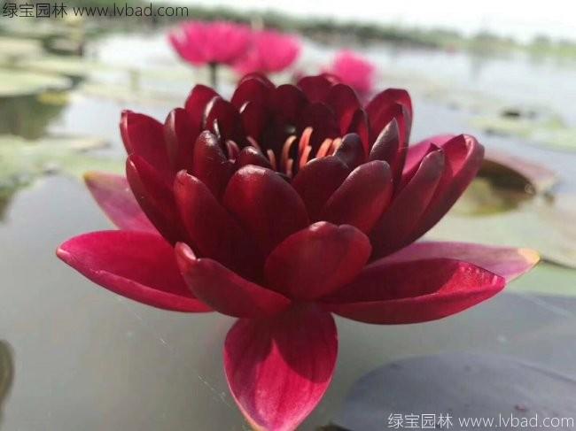 <a href='http://www.hn123.net.cn/shuishengshuicao/3439.html' target='_blank'>荷花種苗</a>