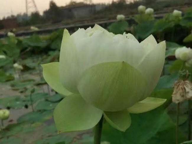 <a href='http://www.hn123.net.cn/shuishengshuicao/5941.html' target='_blank'>蓮藕苗</a>