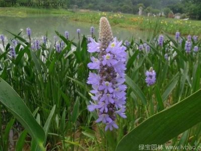 梭魚(yú)草