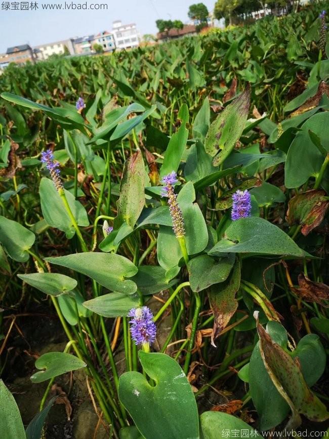 梭魚草