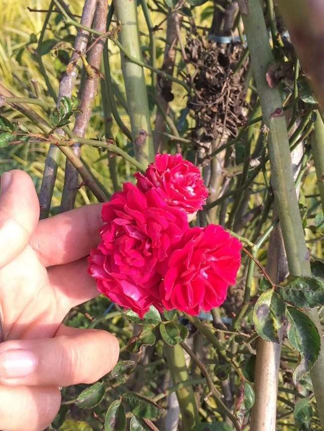 <a href='http://www.hn123.net.cn/linmuzhongzi/1702.html' target='_blank'>薔薇</a>花
