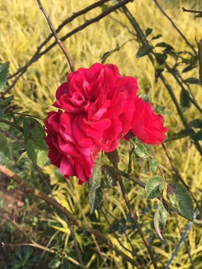 <a href='http://www.hn123.net.cn/tengbenpanyuanzhiwu/3421.html' target='_blank'>薔薇花</a>