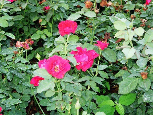 <a href='http://www.hn123.net.cn/dibeiguanmu/3565.html' target='_blank'>豐花月季</a>
