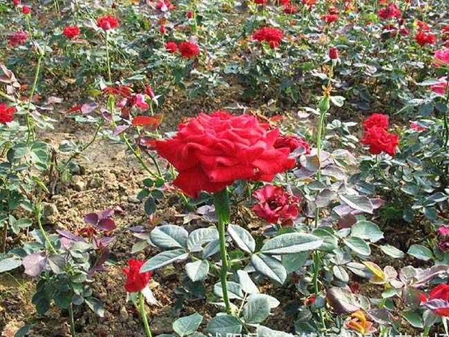 紅帽<a href='http://www.hn123.net.cn/tengbenpanyuanzhiwu/3570.html' target='_blank'>月季</a>