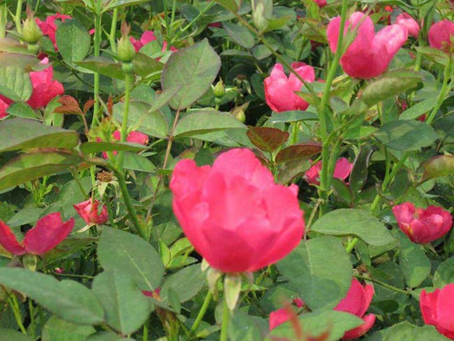 <a href='http://www.hn123.net.cn/dibeiguanmu/3567.html' target='_blank'>紅帽月季</a>