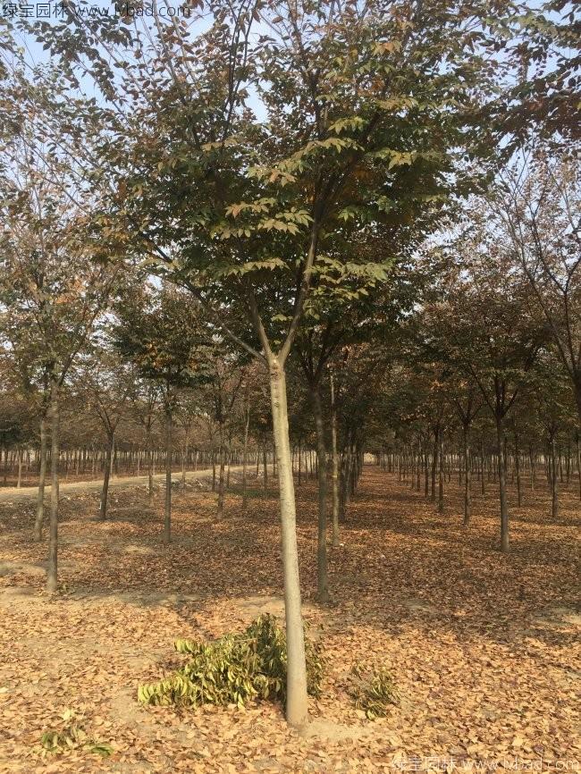 <a href='http://www.hn123.net.cn/xingdaoshu/3379.html' target='_blank'>紅櫸樹</a>